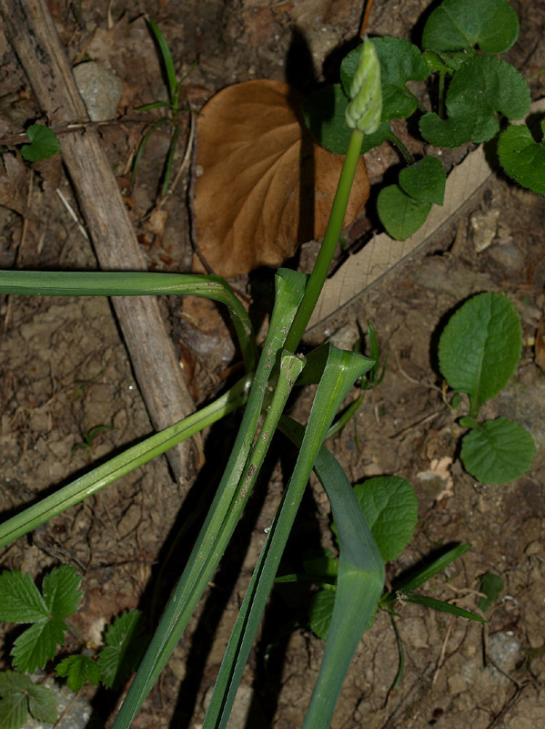 Locomelos narbonensis